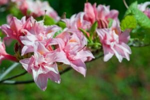 Azalea Electric Lights Double Pink #2