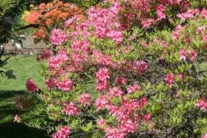 Rhododendron Rosy Lights Azalea #2