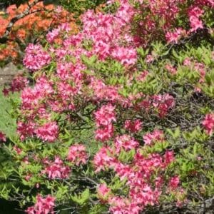rhododendron-rosy-lights-azalea-2