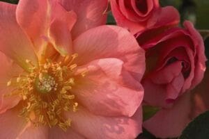 Rosa Easy Elegance® All the Rage #2
