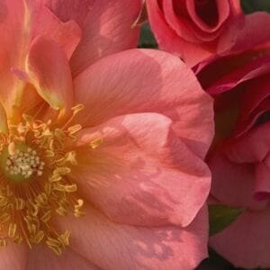 rosa-easy-elegance-all-the-rage-2