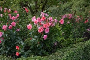 Rosa Easy Elegance® All the Rage #2