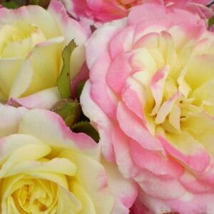 rosa-easy-elegance-music-box-2
