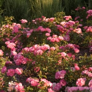 rose-shrub-sunrise-sunset-2