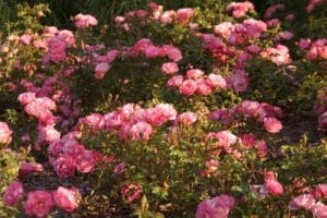 Rose Easy Elegance® Sunrise Sunset #2 True