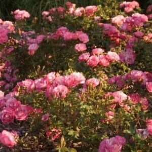 rose-easy-elegance-sunrise-sunset-2