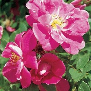 rose-climbing-william-baffin-2-true