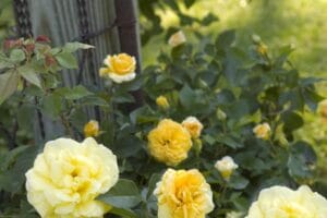 Rose 'Easy Elegance® High Voltage' #2 True