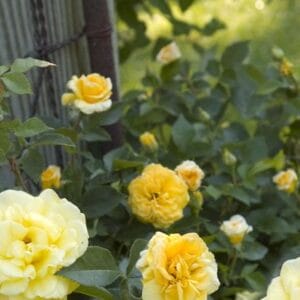 Rose 'Easy Elegance® High Voltage' #2 True