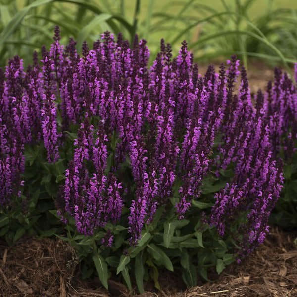 Salvia Bumbleberry #1
