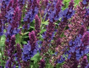 Salvia Blue Marvel #1