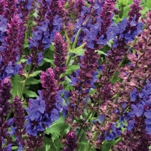 salvia-blue-marvel-1