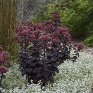 sedum-night-embers-1