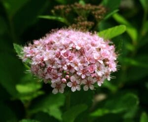 Spiraea First Editions®Pink Sparkler #2 True