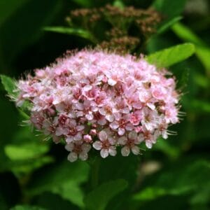 spiraea-first-editionspink-sparkler-2