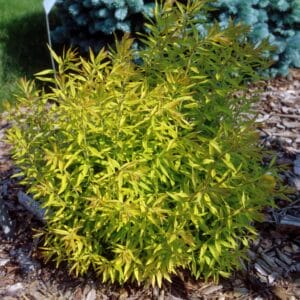 spirea-mellow-yellow-2