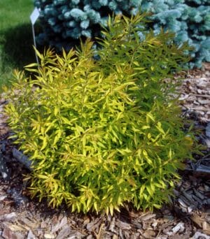 Spirea Mellow Yellow #2 True