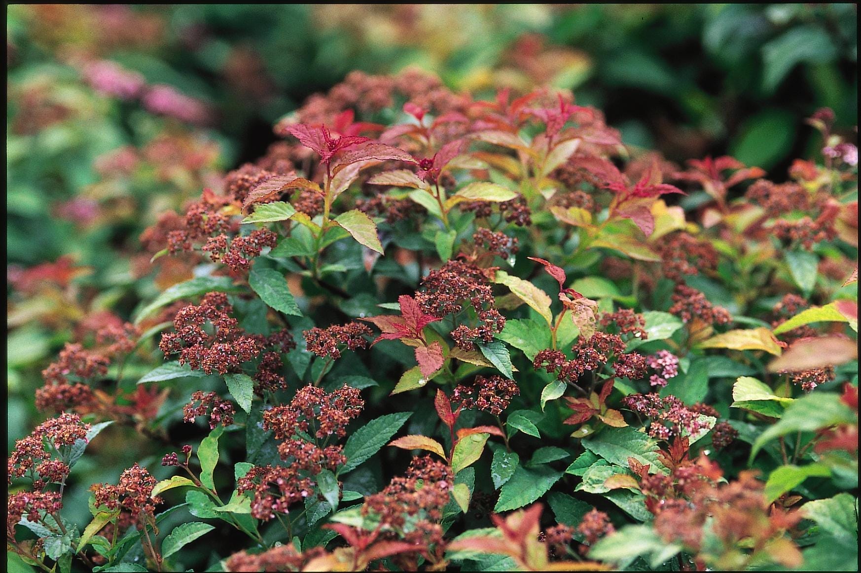 Spirea Goldflame #2 True
