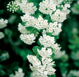 Spiraea Renaisance Bridalwreath #5