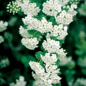 spiraea-renaisance-bridalwreath-5