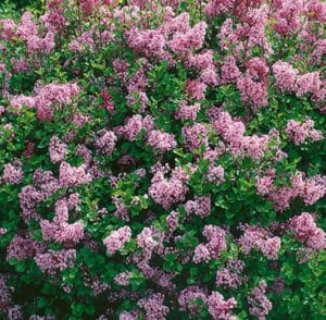 Syringa Dwarf Korean Lilac Shrub #2 True