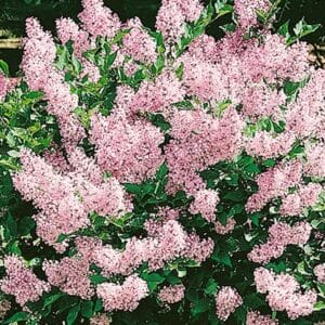 syringa-miss-kim-lilac-2