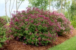 Syringa Lilac Bloomerang Dark Purple #2