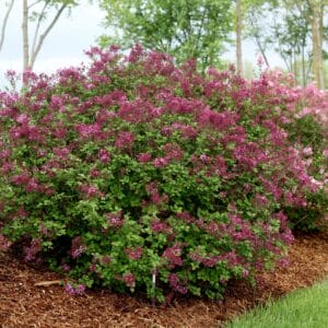 syringa-lilac-bloomerang-dark-purple-2