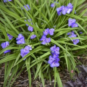 tradescantia-spiderwort-amethyst-kiss-1