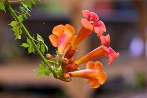 Trumpet Vine Orange #1