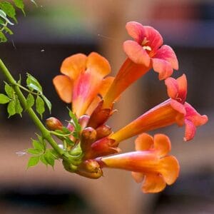 Trumpet Vine Orange #1