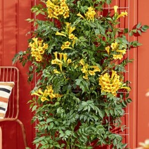 trumpet-vine-yellow-1