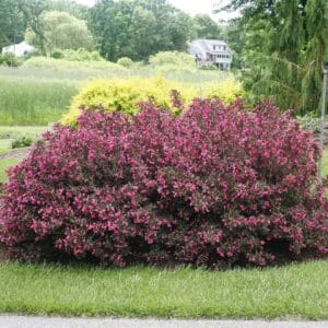 weigela-wine-roses-1