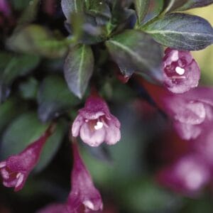 weigela-tango-2-true