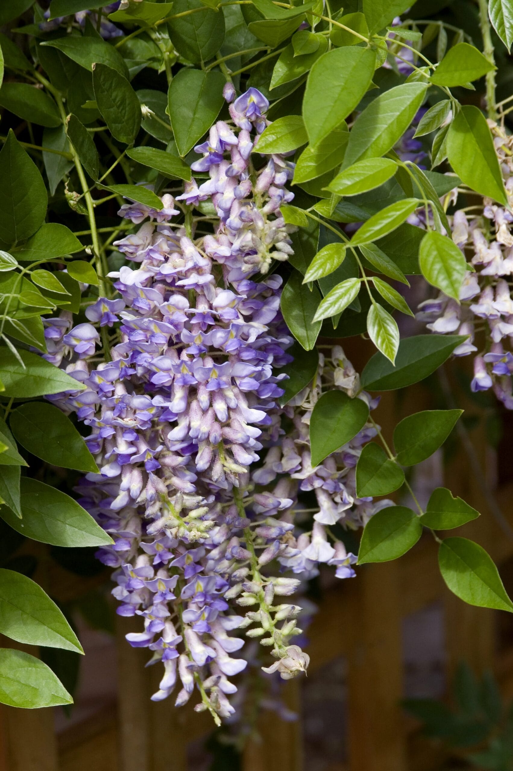 Vine Wisteria First Editions® Summer Cascade™ #2