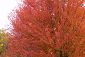 Autumn Blaze Maple #7