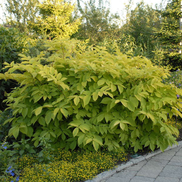 Aralia Sun King #1