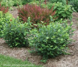 Aronia Low Scape Mound #2