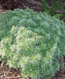 Artemisia Schmidtiana Silver Mound 4.5"