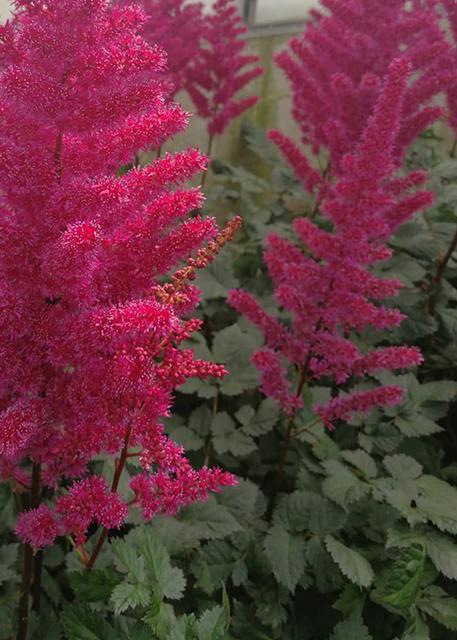 Astilbe 'Visions Raspberry' #1 True