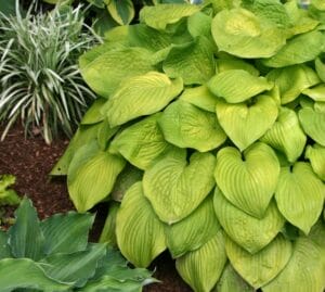 Hosta August Moon (Medium) #1