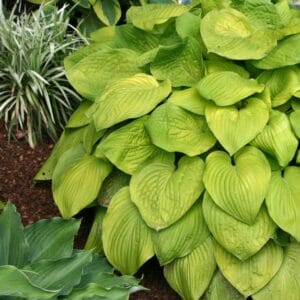 Hosta August Moon (Medium) #1