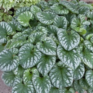 brunnera-emerald-mist-1