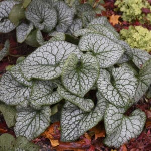 brunnera-jack-of-diamonds-1