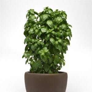 basil-emerald-tower-6-pot