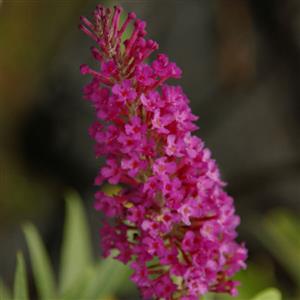 buddleia-butterfly-bush-buzz-magenta-12-pot