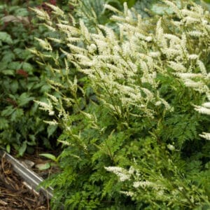 aruncus-dwarf-goatsbeard-1