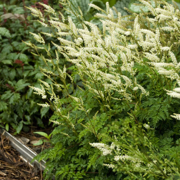 Aruncus Dwarf Goatsbeard #1 True