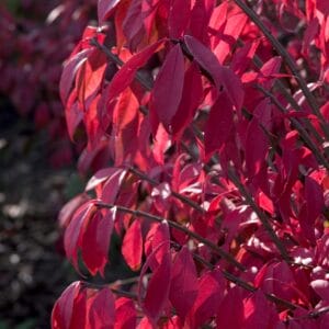 burning-bush-dwarf-winged-3