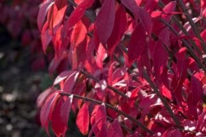 Euonymus Compact Burning Bush #2 True